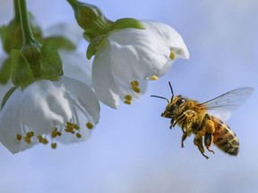 A honeybee flies towards a cherry tree blossom in Markendorf, Germany, Thursday, April 19, 2018. Health Canada still proposes to phase out most outdoor and agricultural uses of a common pesticide even though a recent study found bees are only affected by the substance in certain circumstances.