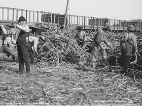 A photo of workers cutting sugar cane in Louisiana,1898.