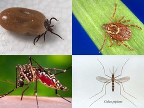 Clockwise from top left: The deer tick, which transmits Lyme disease; the American dog tick, which transmits Rocky Mountain spotted fever and tularemia; the Culex pipiens mosquito, which transmits West Nile virus; and the Aedes aegypti mosquito, which transmits Zika, dengue and chikungunya.