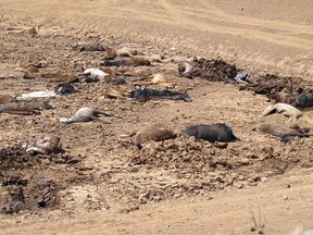 This Thursday, May 3, 2018 photo shows dozens of horse carcasses lying in a dry watering near Cameron, Ariz.