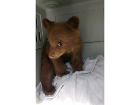 Alberta has rescued its first orphaned black bear cub, shown in a handout photo, under a new policy that allows for private rehabilitation. Officials with the province say the bear was rescued yesterday by Fish and Wildlife officers in southwestern Alberta. THE CANADIAN PRESS/HO-Alberta Environment MANDATORY CREDIT