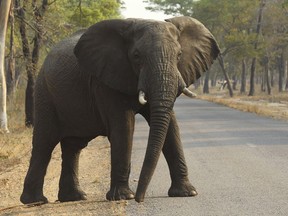 In this Oct. 1, 2015, file photo, an elephant crosses a road at a national park in Hwange, Zimbabwe. Federal prosecutors in Colorado have indicted the owner of a South African hunting company, accusing the man of breaking U.S. law on hunting elephants and importing ivory. Hanno van Rensburg has not been arrested yet. He did not respond Monday, May 21, 2018, to an email sent to an address listed on his hunting company's website.