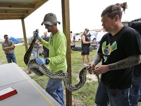 Python hunter Brian Hargrove, right, is helped by Marcos Fernandez, left, with the South Florida Water Management District, as they measure and weigh the 1,000th python caught in the Florida Everglades, Tuesday, May 22, 2018, in Homestead, Fla. The state has been paying a select group of hunters to kill the invasive snakes on state lands in South Florida since March 2017.