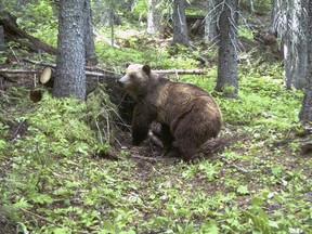 This June 20, 2014 file photo taken by an automatic trail camera provided by the U.S. Fish and Wildlife Service shows an adult female grizzly bear in the Cabinet Mountains, part of the Rocky Mountains, located in northwestern Montana. A government wildlife worker is recovering from a surprise bear attack in the remote Montana mountain range. U.S. Fish and Wildlife Service field assistant Amber Kornak was attacked from behind while she was working near a stream in the Cabinet Mountains on May 17, 2018. (U.S. Fish and Wildlife Service via AP, File)