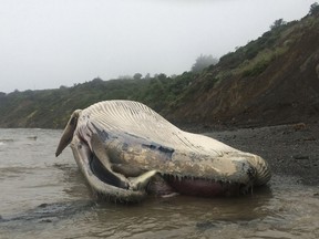 In this photo released by the Marine Mammal Center Thursday May 24, 2018, a dead gray whale washed ashore on a beach in Bolinas, Calif. The whale is the fifth dead whale found in the San Francisco Bay Area since March and the third since Friday. The Marine Mammal Center said the whale was reported Tuesday and a necropsy was planned. Scientists said human-caused injuries killed two whales found last week in the Bay area.