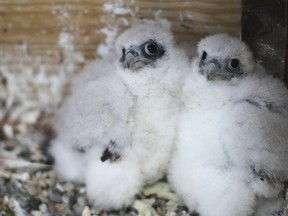 In this May 17, 2018 photo provided by Mary Malec are two peregrine falcon chicks in the Campanile bell tower on the University of California, Berkeley campus in Berkeley, Calif. University officials are asking for help naming three fluffy peregrine falcon chicks that hatched last month in the bell tower. The San Francisco Chronicle reports a woman named Bunny suggested by Twitter naming the two males and one female Fluffy, Cottonball and Marshmallow.