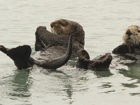 In this May 21, 2016 file photo, a pair of northern sea otters float on their backs in the small boat harbor at Seward, Alaska. Sea otters, once wiped out by hunting along Alaska's Panhandle, have made a strong comeback and fishermen who target shellfish are seeking relief from their voracious appetites. Sea otters eat the equivalent of a quarter of their own weight each day.