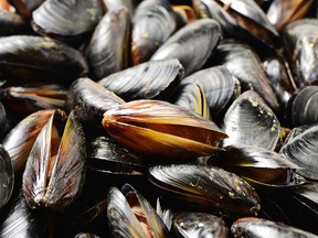 Mussels