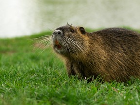 Coypu were introduced to Italy a century ago from their native South America to be farmed for their fur.