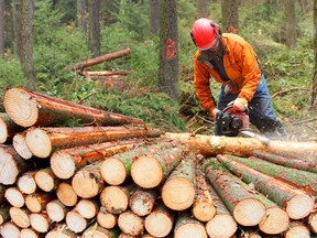 The Lumberjack working in a forest. Harvest of timber. Firewood as a renewable energy source. Agriculture and forestry theme. People at work.