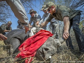 This image released by Kensington Palace on January 19, 2017, shows  Prince Harry who is the new patron of Rhino Conservation Botswana, during his visit to the country last September when he joined an RCB operation to fit electronic tracking devices to critically endangered black rhinos.