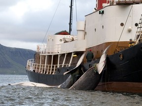 The tails of two 35-tonne Fin whales are bound to a Hvalur boat on June 19, 2009 after being caught off the coast of Hvalfjsrour, north of Reykjavik, on the western coast of Iceland.