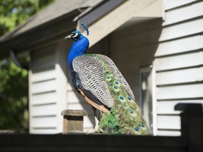 A peacock sits on a fence in Surrey, B.C., Wednesday, May, 2, 2018. Peacocks in a Surrey neighbourhood are now roaming the streets after someone cut down a tree that they used as a perch and home.