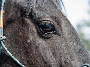 Justice the horse is suing its former owner Oregon circuit court.