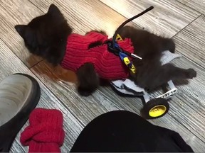 A stray kitten that was found in a New Brunswick farmer's barn with two broken legs is being given a second chance, thanks to a lot of care and some Lego ingenuity.