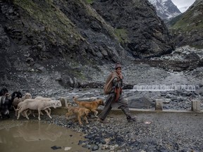 In this May 9, 2018, photo, a Kashmiri nomadic Bakarwal boy leads the heard of sheep and goats near Dubgan, 70 kilometers (43 miles) south of Srinagar, Indian controlled Kashmir. After centuries of traversing the Himalayas, life is changing for Indian-controlled Kashmir's Bakarwal nomads, who have seen cities close in on their grazing lands, hostility from locals if they build permanent homes and, this year, a horrific gang-rape and murder of a child, a crime committed to drive them away. For generations, the Muslim Bakarwals have traveled between summer pastures in the Himalayas and winter grazing grounds in the lowland plains, herding their goats, sheep and horses.