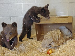 This photo provided by the wildlife park Bearizona in Williams, Ariz., shows two orphaned bear cubs, Wednesday, May 30, 2018, that have been placed in the care of the wildlife rescue park near the Grand Canyon after their mother was euthanized. The park said the 4-month-old black bears were rescued from a treetop in Arizona's White Mountains, and were so small a climber was able to lower them to safety in a backpack. The park says the Arizona Game and Fish Department was forced to euthanize the cubs' mother after twice removing her from a residential area in the town of Pinetop-Lakeside. (Bearizona via AP)