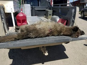 This undated photo provided by the Montana Fish, Wildlife and Parks on Friday, May 25, 2018, shows a wolf-like animal that was shot on May 16, 2018, after it was spotted in a private pasture with livestock near Denton, Mont. It was originally thought to be a wolf, but doubts arose since the front paw appeared too short, the front claws too long, the canine teeth too short, and ears too tall in proportion to the skull. (Montana Fish, Wildlife and Parks via AP)