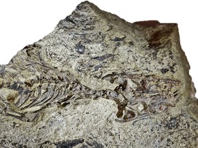 Scientists say they have identified the world's oldest lizard fossil, a discovery that provides insight into the evolution of lizards and snakes. The fossil, shown in a handout photo, which is 240 million years old, is called Megachirella wachtleri and believed to be the most ancient ancestor of the reptiles known as squamates.