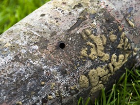 In this Wednesday, May 30, 2018 photo, a heavily worn First World War practice bomb rests on the ground the day after Paige Burnett, 10, and Sage Menzies, 9, discovered it while swimming in Lobdell Lake behind the Menzies' home in Linden, Mich.