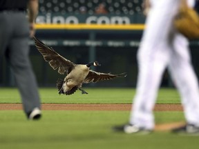 A Canada goose lands near the pitching mound during the sixth inning of a baseball game between the Detroit Tigers and the Los Angeles Angels, Wednesday, May 30, 2018, in Detroit.