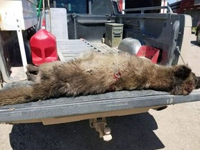 Authorities aren't sure what, exactly, this wolflike creature is that was shot in Montana.