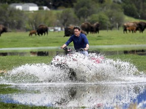 Layne Spence, caretaker of the Medicine Bull Bison Ranch west of Missoula, Montana, navigates his four-wheeler through standing water in a pasture at the ranch Thursday, May 10, 2018,  after reuniting a wayward calf with the rest of the herd after it was separated. Flood water from the nearby Clark Fork River and rising groundwater has reduced the grazing area on the ranch by about half.