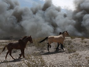 Horses are rescued during a fire at a recycling plant on the outskirts of Ciudad Juarez, Mexico, Wednesday, May 2, 2018.  Juarez authorities declared an environmental emergency due to harmful particulate matter in the smoke, and people in its path were advised to stay inside, shut windows and doors and not use air conditioners under any circumstances.