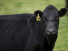 In this May 21, 2017 photo, a cow stands in a paddock on a farm near Invercargill, New Zealand.