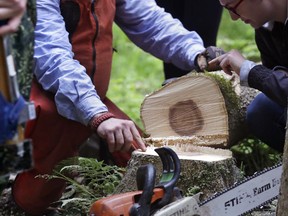 In this May 22, 2018, photo, Dartmouth College forester Kevin Evans, shows the growth rings of an ash tree he fell for an outdoor class at Dartmouth College in Hanover, N.H. Students in the class are taught how to tan moose hides and process ash trees in an outdoor lab that combines environmental and Native American studies.