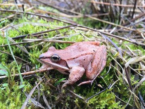 This April 24, 2018 photo provided by Clara do Amaral shows a wood frog in Ohio. In a report released on Tuesday, May 1, 2018, scientists have found that wood frogs, which don't urinate in the winter, recycle urea _ the main waste in urine _ into useful nitrogen which keeps the small animals alive as they hibernate and freeze, inside and out. It doesn't warm them up, but protects cells and tissues, even as the amphibian's heart, brain and bloodstream stop.