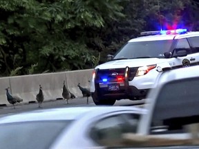 This still image taken from video provided by CBS 3 Philly KYW-TV shows four peacocks that escaped from the Philadelphia Zoo walking on the shoulder of  on Interstate 76, alongside the vehicle of a Pennsylvania State Police trooper attempting to safeguard them Wednesday, May 30, 2018, in Philadelphia. One of the four peacocks that escaped was found dead Thursday, May 31, 2018, according to Philadelphia Zoo spokeswoman Dana Lombardo, and likely had been hit by a vehicle.