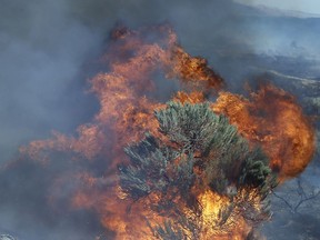 FILE - In this Aug. 5, 2015 file photo, fire engulfs sagebrush near Roosevelt, Wash. Federal officials say they're losing the battle against a devastating combination of invasive plant species and wildfires in the vast sagebrush steppe habitats in the U.S. West that support cattle ranching, recreation and is home to an imperiled bird.