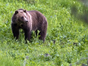 In this July 6, 2011 file photo, a grizzly bear roams near Beaver Lake in Yellowstone National Park, Wyo.