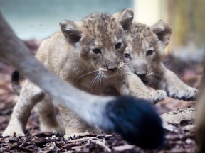 Two lion babies walk together in the zoo in Frankfurt, Germany, Wednesday, May 30, 2018. Three lion babies were born on April 14, 2018 and are from now on officially shown to the zoo visitors.