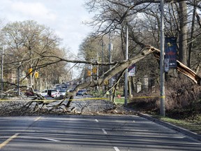 High winds caused damage in Toronto and the wider region in recent days, with three people losing their lives in weather-related accidents.