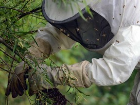 A beekeeper with a swarm of bees in Stratford, Ont., on Friday, July 5, 2013.