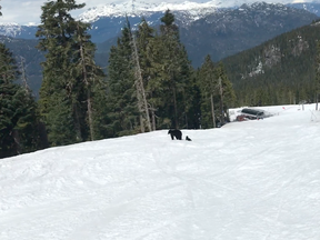 A skiier only nearly avoided colliding with a bear.
