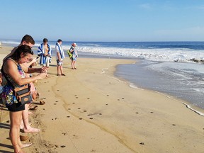 Guests watch baby turtles make their way into the ocean during a weekly turtle release at Vivo Resorts near Puerto Escondido, Mexico.