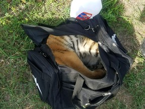 This April 30, 2018 photo provided by U.S Customs and Border Protection shows a male tiger in a duffle bag that was seized at the border near Brownsville, Texas. Border Patrol agents patrolling Monday along the river near Brownsville saw three people trying to enter the U.S. illegally and an agency statement says the trio abandoned the bag containing the tiger and returned to Mexico. (U.S. Customs and Border Protection via AP)