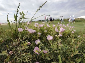 Wild flowers line the fair way as golfers Tom Lovelady, Rory Sabbatini and Ben Crane, walk up the first fairway during the third round of the AT&T Byron Nelson golf tournament in Dallas Saturday, May 19, 2018.
