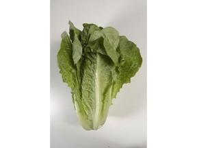 FILE - This undated photo shows romaine lettuce in Houston. On Wednesday, May 2, 2018, U.S. health officials said California reported the first death in a national food poisoning outbreak linked to romaine lettuce.