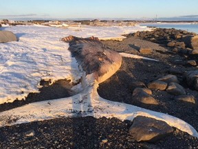 A beached whale in Nameless Cove, N.L. that's been washed ashore since last fall is shown in a handout photo.