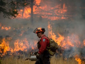 A firefighter uses a torch to set fire to brush during a prescribed burn to help prevent the Finlay Creek wildfire from spreading near Peachland, B.C., on Thursday September 7, 2017.