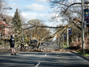 A wind storm has knocked trees over across parts of southern Ontario —
 like this one in Toronto — and thousands left without power, Friday May 4, 2018.