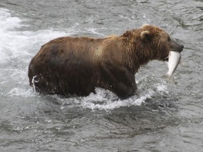 FILE - In this July 4, 2013, file photo, a brown bear walks to a sandbar to eat a salmon it had just caught at Brooks Falls in Katmai National Park and Preserve, Alaska. The Trump administration is moving to reverse Obama-era rules barring hunters on some public lands in Alaska from baiting bears with bacon and doughnuts and using spotlights to shoot mother bears and their cubs hibernating in dens. The National Park Service issued notice Monday of its intent to amend regulations for sport hunting and trapping in national preserves to bring the federal rules in line with Alaska state law.