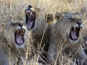 FILE- In this June 15, 2014 file photo, lions rest in the Madikwe Game Reserve, South Africa. The slaughter of more than fifty lions on a South African farm last week has increased scrutiny of the country's policy of allowing the annual export of 800 skeletons of captive-bred lions to meet a demand for bones in Asia.