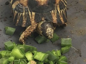 In this photo taken Tuesday, April, 24, 2018 and supplied by The Wildlife Alliance, a critically endangered radiated tortoise is recovering from capture by wildlife traffickers in Madagascar at feeding time at a wildlife facility where it is being taken care of by international conservationists. More than 10,000 of the tortoises had been crammed into a home in Toliara, Madagascar, with no access to food or water until police found them. The radiated tortoises had likely been poached for the illegal pet trade, possibly in Asia.