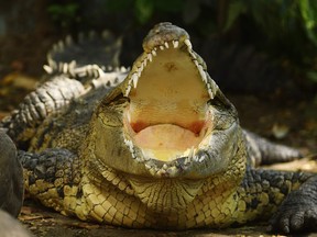 A crocodile is pictured at the National Zoo in San Salvador on February 21, 2018.