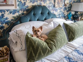 Teddy, designer Alex Papachristidisís Yorkie, is featured in Susanna Salk's book At Home With Dogs and Their Designers.